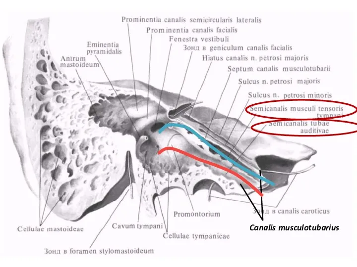 Canalis musculotubarius