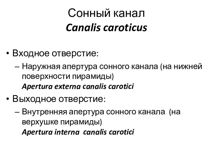 Сонный канал Canalis caroticus Входное отверстие: Наружная апертура сонного канала