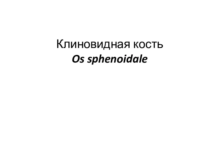 Клиновидная кость Os sphenoidale