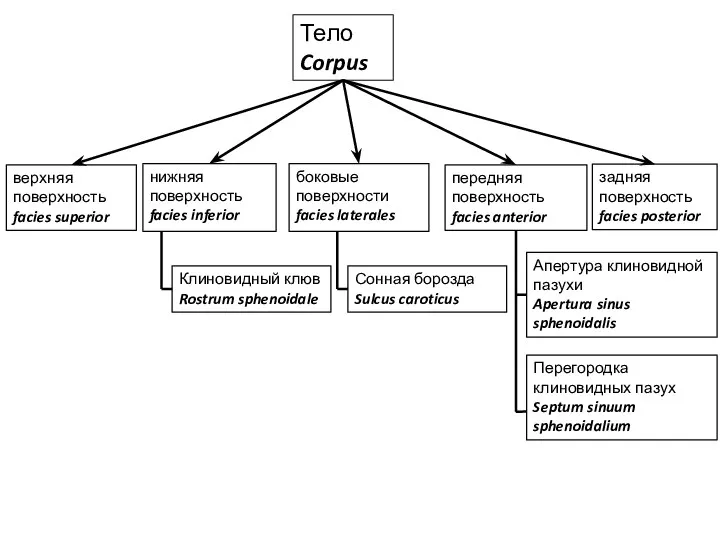 Тело Corpus верхняя поверхность facies superior нижняя поверхность facies inferior