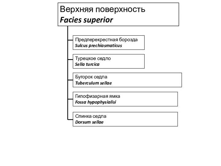 Верхняя поверхность Facies superior Предперекрестная борозда Sulcus prechiasmaticus Турецкое седло