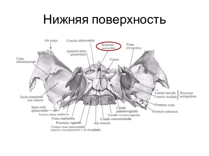 Нижняя поверхность