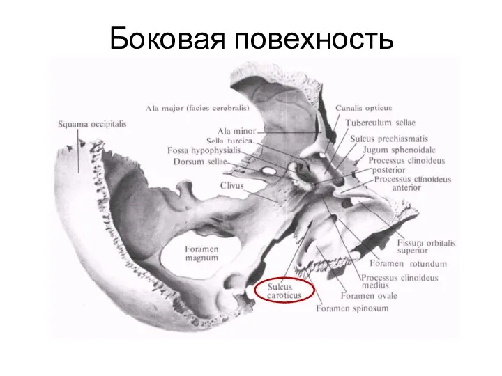 Боковая повехность