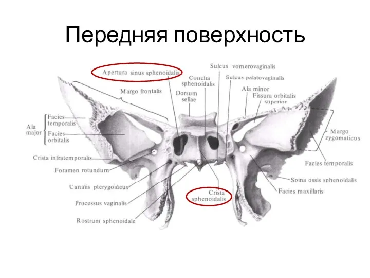 Передняя поверхность