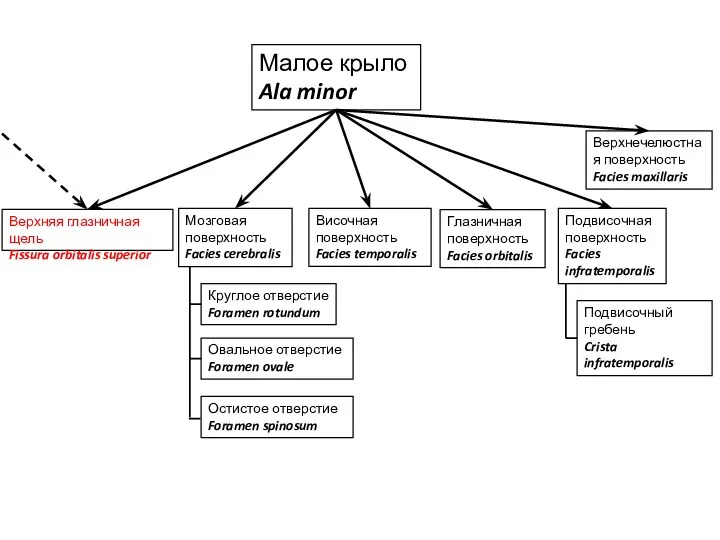 Малое крыло Ala minor Верхнечелюстная поверхность Facies maxillaris Верхняя глазничная