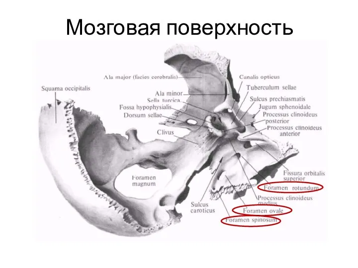 Мозговая поверхность