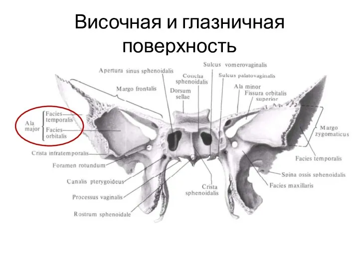 Височная и глазничная поверхность