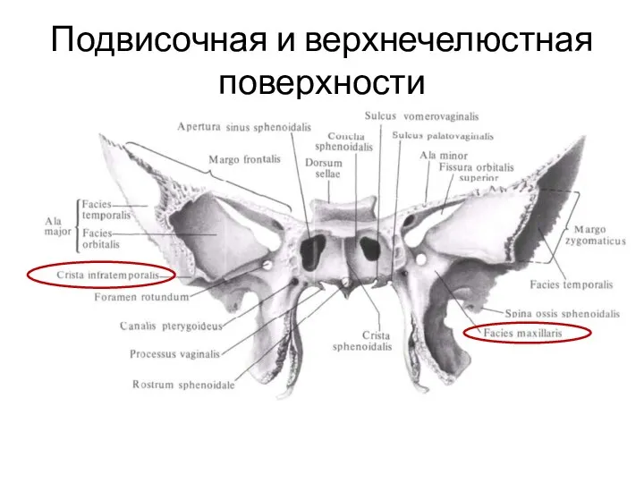 Подвисочная и верхнечелюстная поверхности