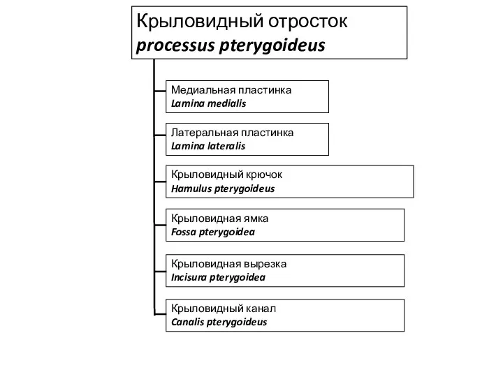 Крыловидный отросток processus pterygoideus Медиальная пластинка Lamina medialis Латеральная пластинка