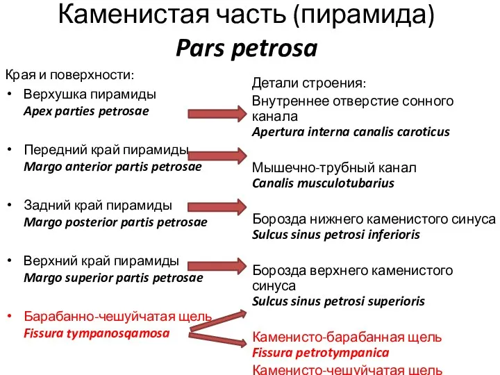 Каменистая часть (пирамида) Pars petrosa Края и поверхности: Верхушка пирамиды