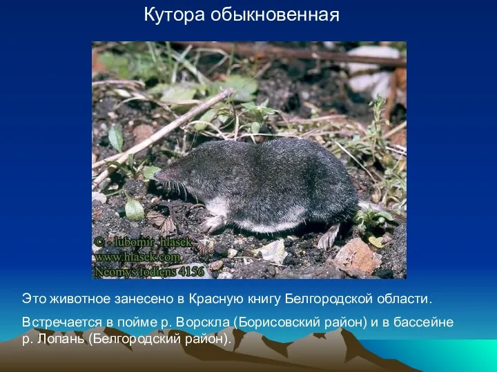 Кутора обыкновенная Это животное занесено в Красную книгу Белгородской области. Встречается в пойме