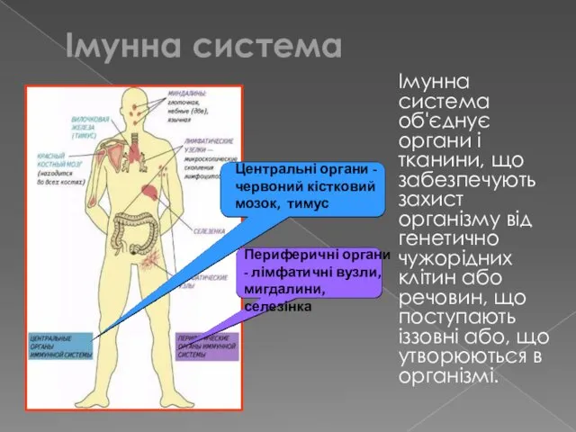 Імунна система Імунна система об'єднує органи і тканини, що забезпечують