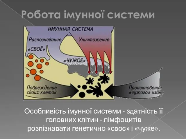 Особливість імунної системи - здатність її головних клітин - лімфоцитів