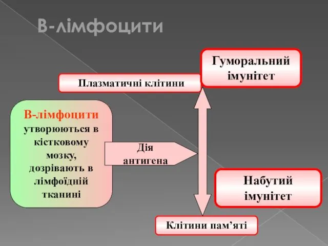 Плазматичні клітини Гуморальний імунітет В-лімфоцити утворюються в кістковому мозку, дозрівають