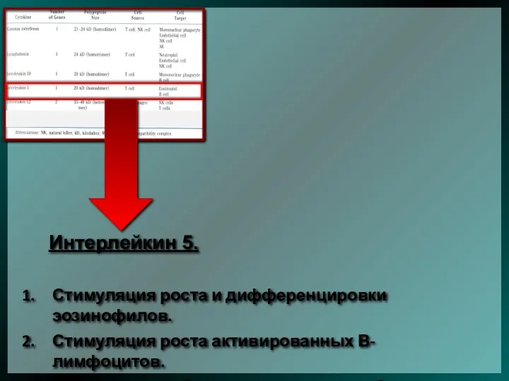 Интерлейкин 5. Стимуляция роста и дифференцировки эозинофилов. Стимуляция роста активированных В-лимфоцитов. Переключение биосинтеза иммуноглобулинов на IgA.