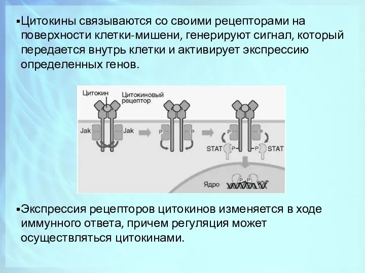 Цитокины связываются со своими рецепторами на поверхности клетки-мишени, генерируют сигнал,