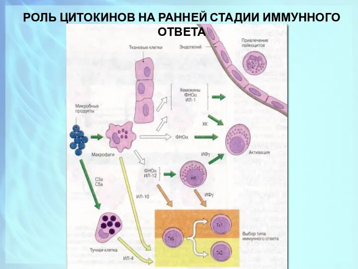 РОЛЬ ЦИТОКИНОВ НА РАННЕЙ СТАДИИ ИММУННОГО ОТВЕТА