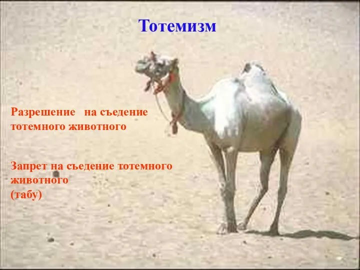 Тотемизм Разрешение на съедение тотемного животного Запрет на съедение тотемного животного (табу)