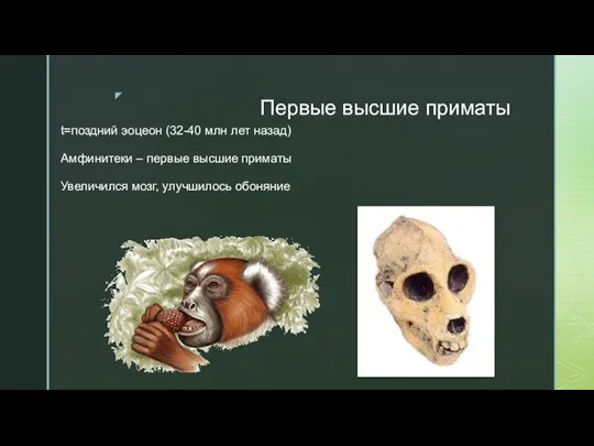 Первые высшие приматы t=поздний эоцеон (32-40 млн лет назад) Амфинитеки
