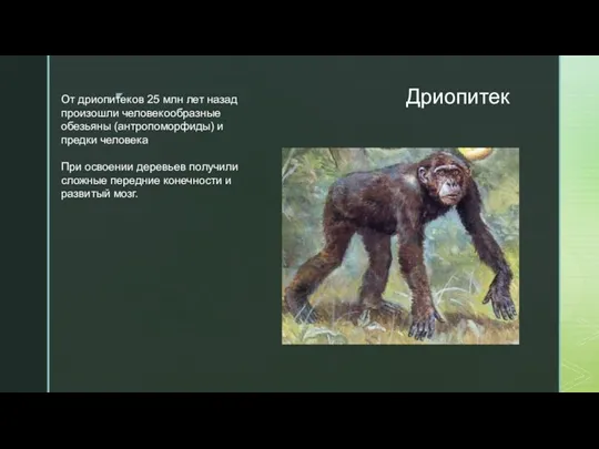 Дриопитек От дриопитеков 25 млн лет назад произошли человекообразные обезьяны