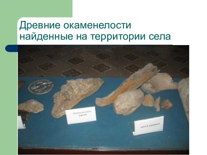 Древние окаменелости найденные на территории села
