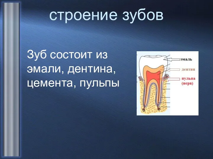 строение зубов Зуб состоит из эмали, дентина, цемента, пульпы