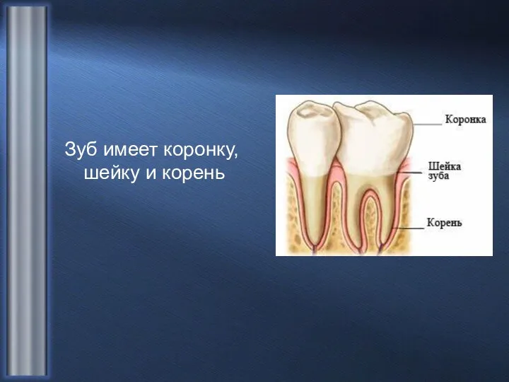 Зуб имеет коронку, шейку и корень