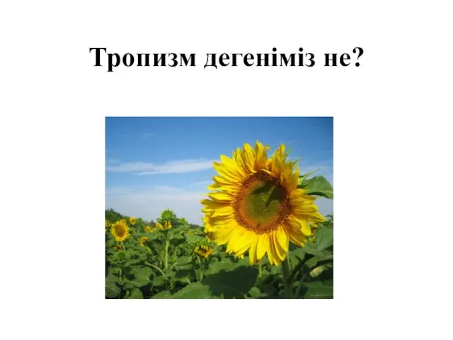 Тропизм дегеніміз не?