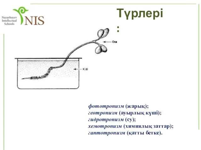 фототропизм (жарық); геотропизм (ауырлық күші); гидротропизм (су); хемотропизм (химиялық заттар); гаптотропизм (қатты бетке). Түрлері: