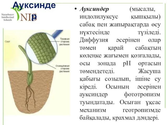 Ауксиндер Ауксиндер (мысалы, индолилуксус қышқылы) сабақ пен жапырақтарда өсу нүктесінде түзіледі. Диффузия әсерінен