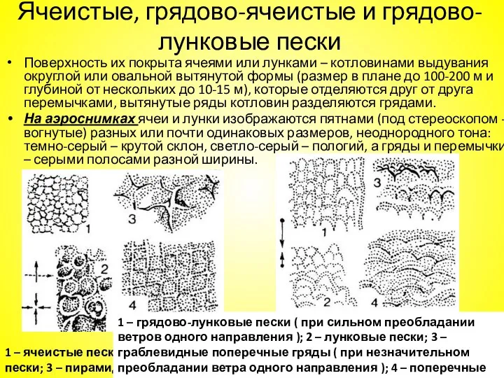 Ячеистые, грядово-ячеистые и грядово-лунковые пески Поверхность их покрыта ячеями или лунками – котловинами