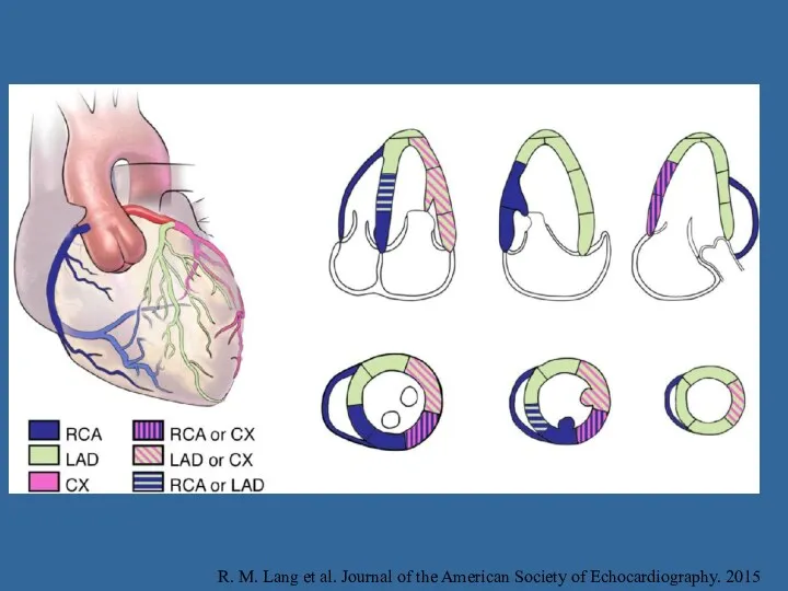 R. M. Lang et al. Journal of the American Society of Echocardiography. 2015