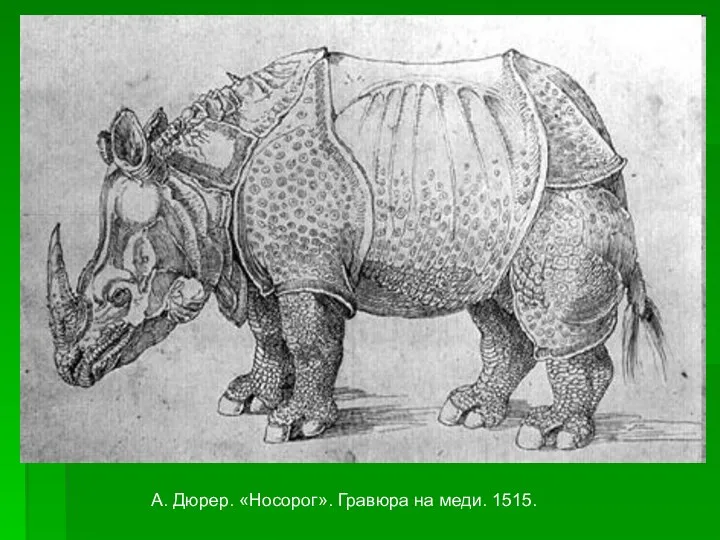 А. Дюрер. «Носорог». Гравюра на меди. 1515.