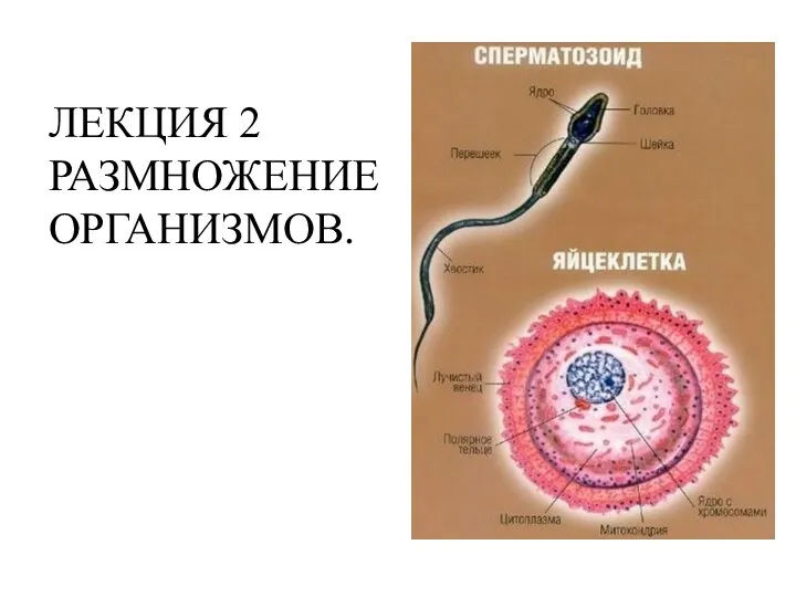 ЛЕКЦИЯ 2 РАЗМНОЖЕНИЕ ОРГАНИЗМОВ.