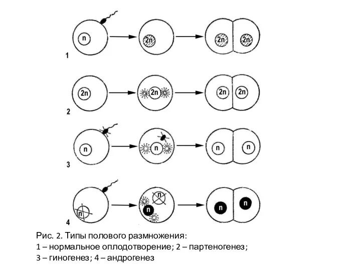 Рис. 2. Типы полового размножения: 1 – нормальное оплодотворение; 2