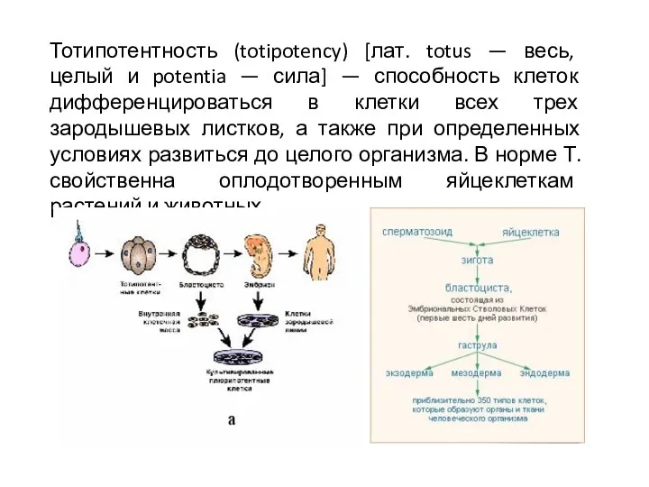 Тотипотентность (totipotency) [лат. totus — весь, целый и potentia —