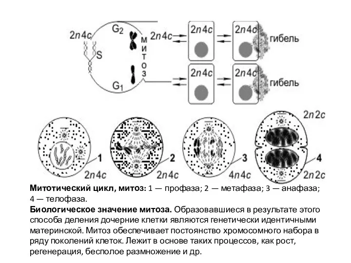 Митотический цикл, митоз: 1 — профаза; 2 — метафаза; 3