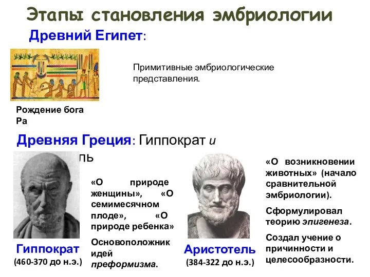 Этапы становления эмбриологии Древняя Греция: Гиппократ и Аристотель Аристотель (384-322