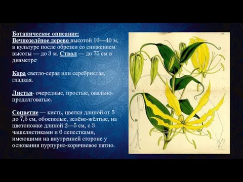 Ботаническое описание: Вечнозелёное дерево высотой 10—40 м, в культуре после