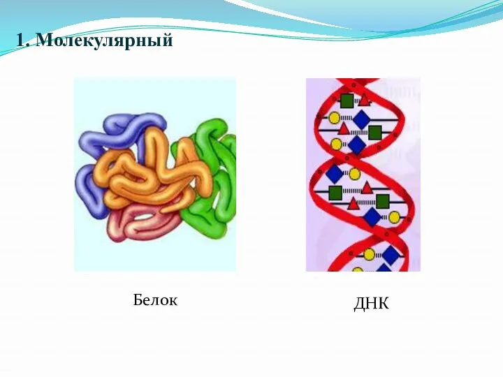 1. Молекулярный Белок ДНК