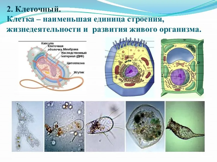 2. Клеточный. Клетка – наименьшая единица строения, жизнедеятельности и развития живого организма.