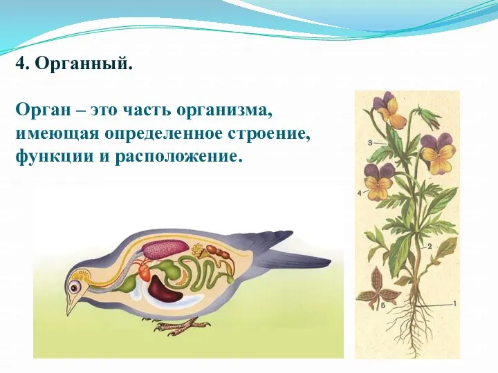 4. Органный. Орган – это часть организма, имеющая определенное строение, функции и расположение.