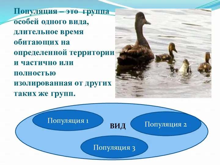 Популяция – это группа особей одного вида, длительное время обитающих