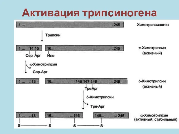 Активация трипсиногена