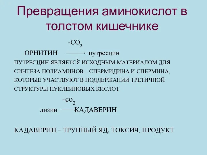 Превращения аминокислот в толстом кишечнике -СО2 ОРНИТИН путресцин ПУТРЕСЦИН ЯВЛЯЕТСЯ