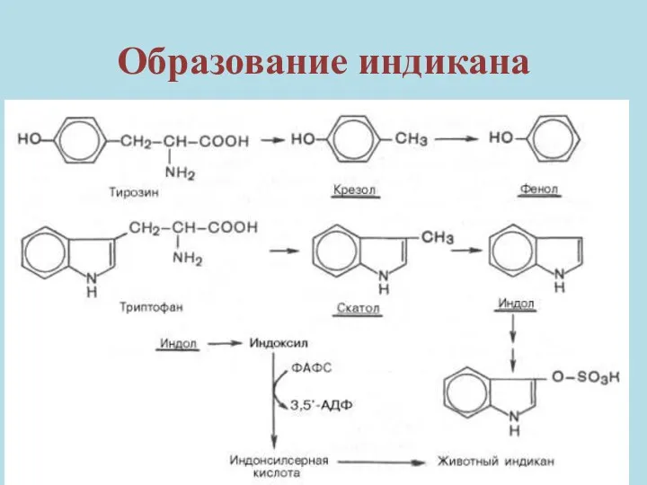 Образование индикана