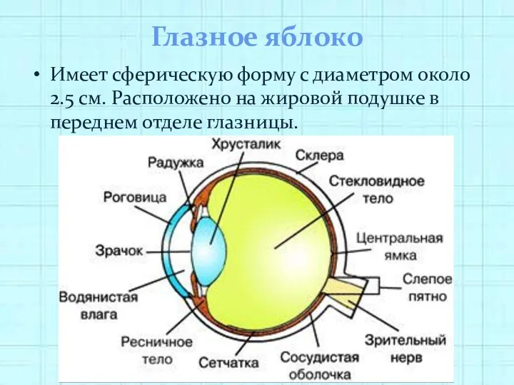 Глазное яблоко Имеет сферическую форму с диаметром около 2.5 см.