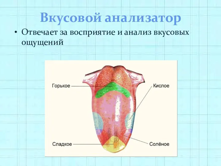 Вкусовой анализатор Отвечает за восприятие и анализ вкусовых ощущений