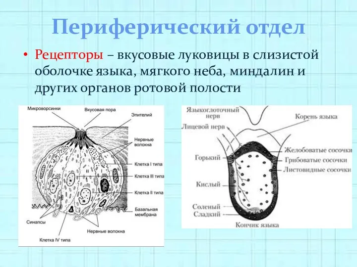 Периферический отдел Рецепторы – вкусовые луковицы в слизистой оболочке языка,