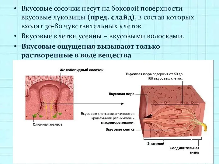 Вкусовые сосочки несут на боковой поверхности вкусовые луковицы (пред. слайд),